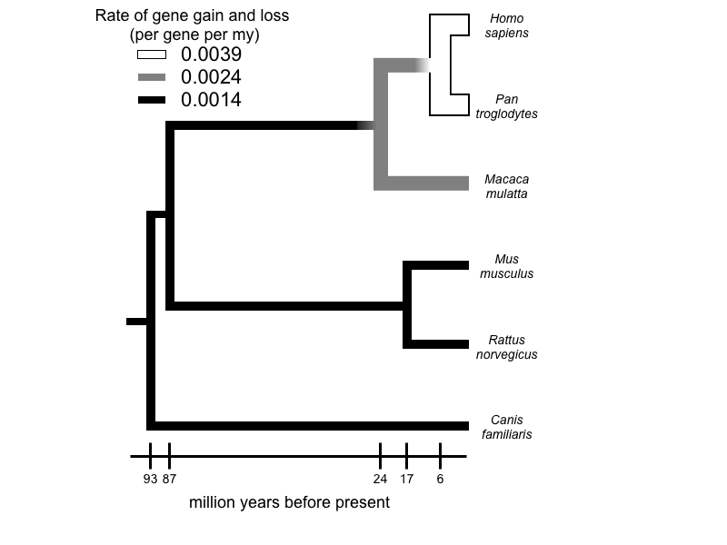 An evolutionary tree demonstrating the evolution of gene gain and loss.