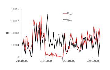 A diagram showing varying levels of nucleotide diversity along a chromosome.